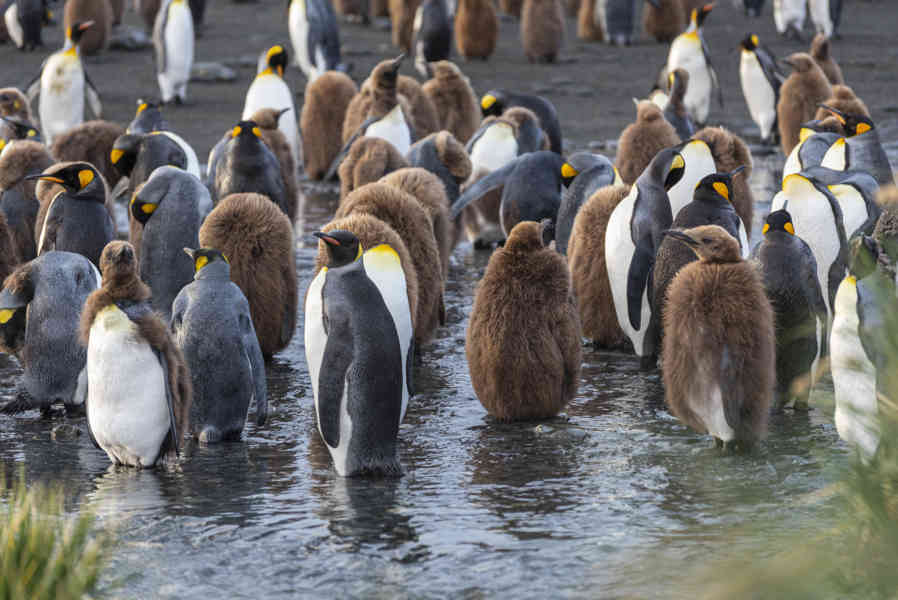 Pingüino Rey - islas Georgias del Sur 054.jpg